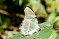 NYMPHALIDAE, Victorina stelenes